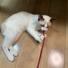 ことりのおうちのりっくん