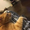 お膝でトロン