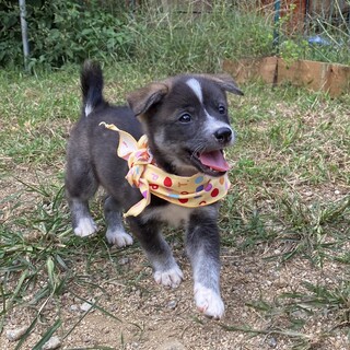 甘えん坊のニニちゃん1ヶ月半