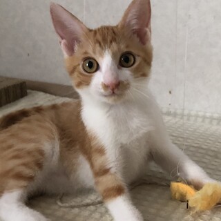 ３本足の猫アトム家族募集