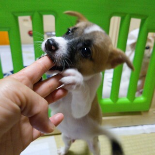 チビでちょびっと鈍臭い『ゾロ君』