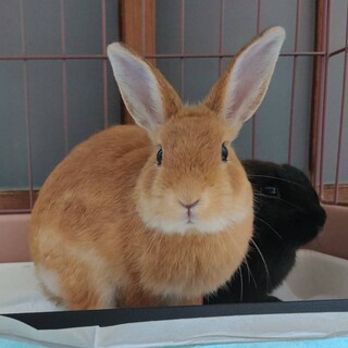 【カフェ】おかげさまで里親様が決まりました！