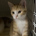 元気いっぱい茶トラ子猫の玄米くん♪