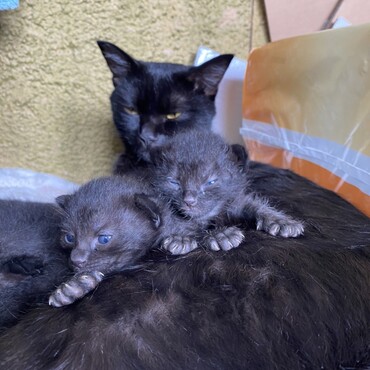 9月10日に産まれたばかりの子猫です！雄1雌2匹います！是非、ご連絡下さい！
