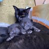9月10日に産まれたばかりの子猫です！雄1雌2匹います！是非、ご連絡下さい！