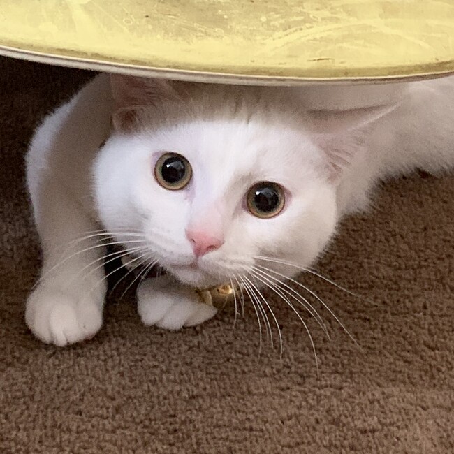 福田瑞希のカバー写真