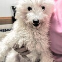白いプードルりんごちゃん
