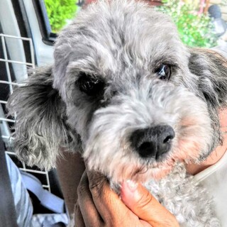 ブループードルの蛍ちゃん