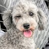 ブループードルの蛍ちゃん サムネイル3