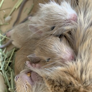 デグー ベビー3匹の里親を探しています（残り0匹)