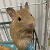 デグー ベビー3匹の里親を探しています（残り0匹) サムネイル2