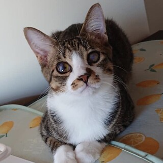 目の白濁がありますが人懐っこいミョウガ君