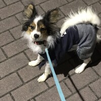 ポアロ