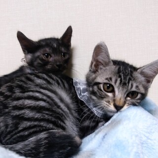 里親決定⚫2カ月のサバトラとブラックスモーク⚫オス