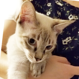 ラグドールMix？！♡短毛ブルーアイのマノア♡