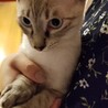 ラグドールMix？！♡短毛ブルーアイのマノア♡ サムネイル5