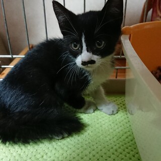 髭男子のソルトふくお君