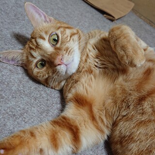 甘えたノアくん、大人猫安定の可愛さ