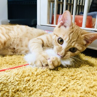 とにかく甘えん坊な子猫！ちびへい君