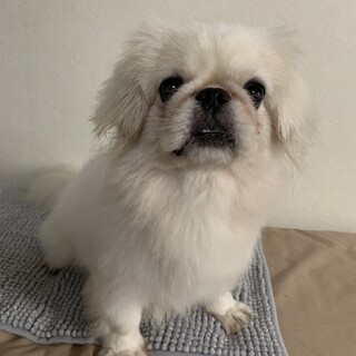 ♡♡甘えん坊のぺぇ太くん♡♡