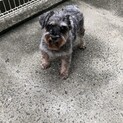 Mシュナのふたばちゃん