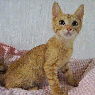 甘えん坊な、くるりん尻尾のチャオくん