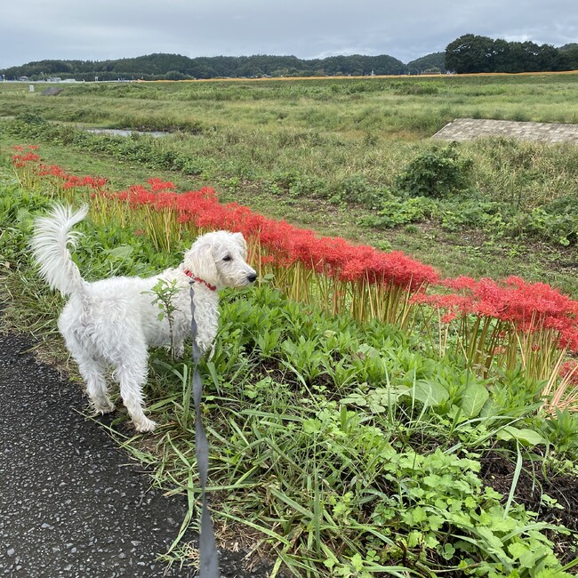 どのすけのカバー写真