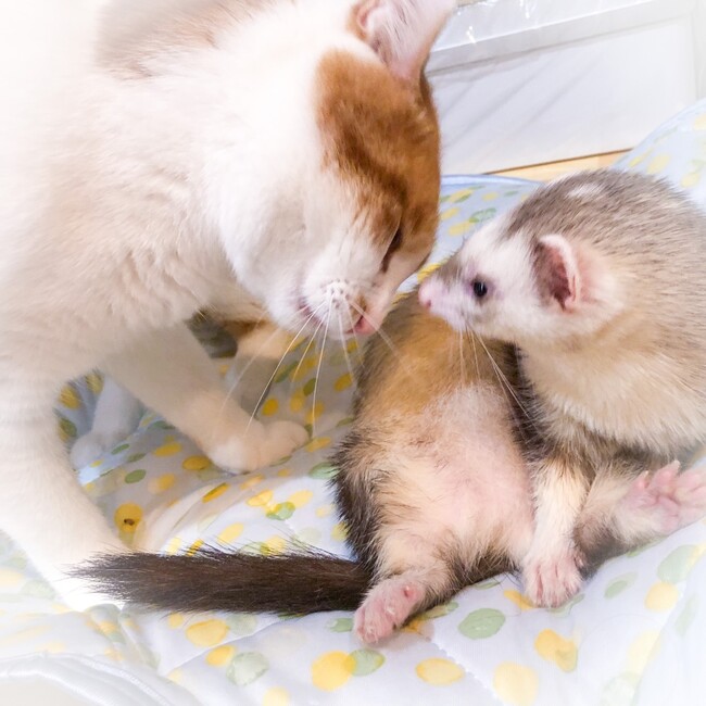 おみずおいしいのカバー写真