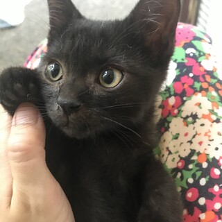 生後2ヶ月、可愛いクロネコの赤ちゃん