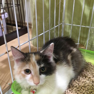 募集中♀ﾉﾙｳｪｰｼﾞｬﾝ4ヶ月紅ちゃん