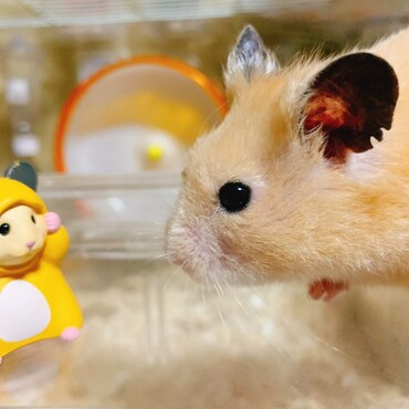 ハムとハムの出会い