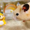 ハムとハムの出会い