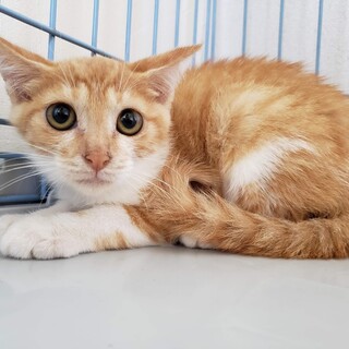 人見知りだけど、甘えん坊なナッツちゃん