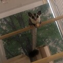 フクロモモンガの女の子里親募集です