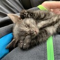 保護猫ちゃん、人懐っこいです。