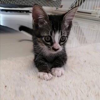 生後２か月☆可愛い女の子しのちゃん