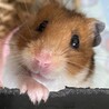 すふぃん