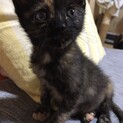 キュートなサビ猫、とまとです