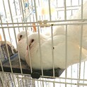 クジャク鳩  ファンテールのペア