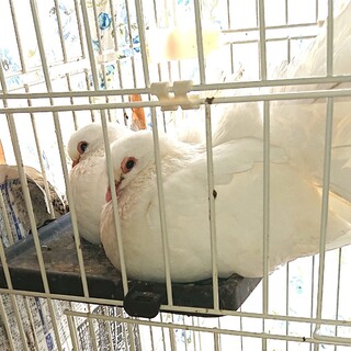 クジャク鳩  ファンテールのペア