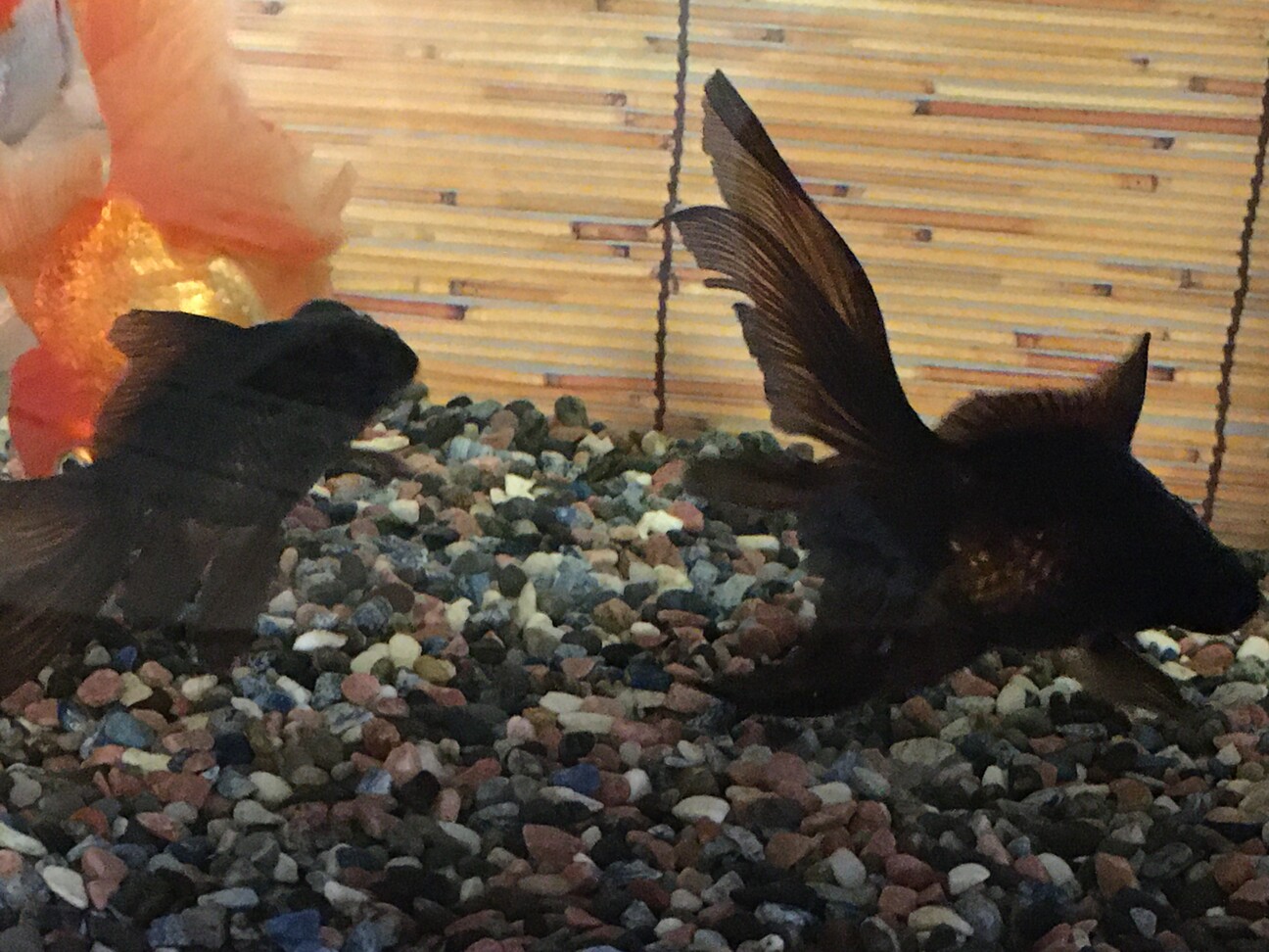 黒出目金 金魚 ペットのおうち 月間利用者150万人