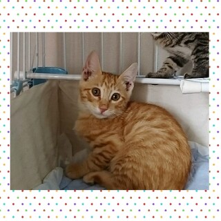 生後約3ヶ月★茶トラ女の子～兄妹猫①～