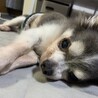 の写真