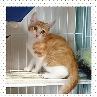 生後約3ヶ月★茶白の女の子～兄妹猫②～