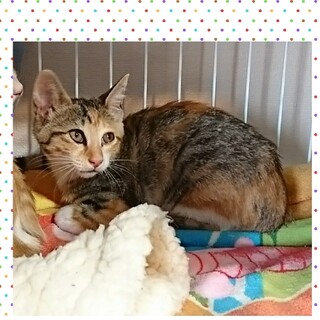 生後約3ヶ月★三毛の女の子～兄妹猫③～