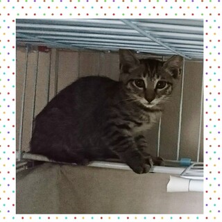 生後約3ヶ月★キジトラ男の子～兄妹猫④～