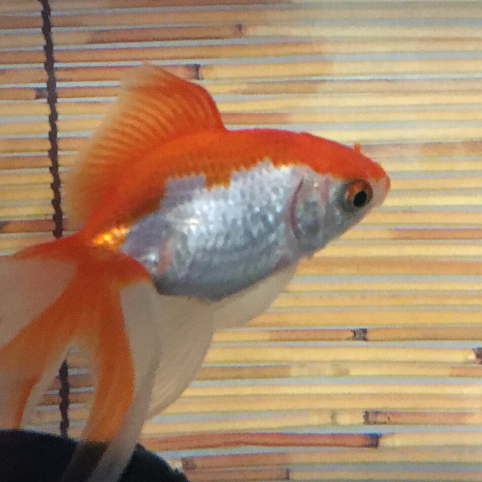 琉金のカバー写真