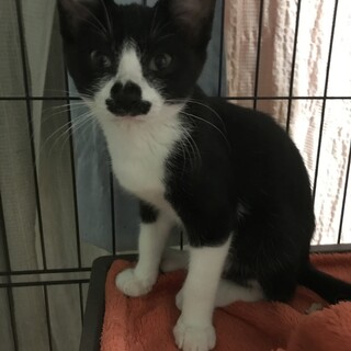 甘えたいけど甘えられないハッチ君