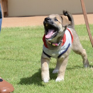 1.5ヶ月齢・しっかり者の“与祢(よね)ちゃん“