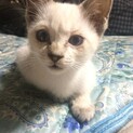 シャム系、ブルーアイこねこちゃん。